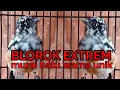 Download Lagu murai batu Blorok extrem || warna unik dan langka || #shorts