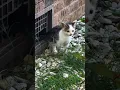 REAKSI KUCING IMUT SAAT DIPANGGIL