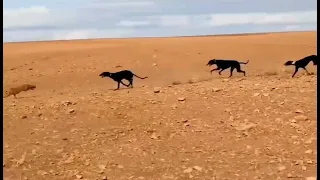 مطاردة الثعلب بي السلوقي  مطاردة الثعلب بي السلوقي