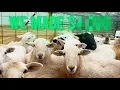 How Much Money Can You Make With Sheep Sale Barn