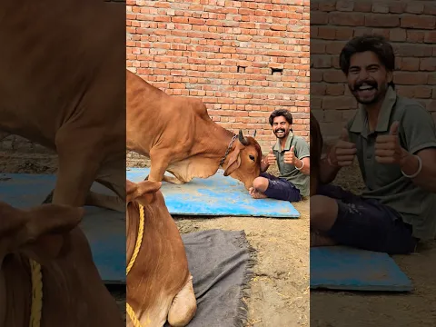 Jai gau Mata Jai shree Krishna 🙏🙏 #shorts #reels #viral #new #top #like #foryou #subscribe #youtube