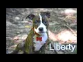 Bobbie s Pit Bull Rescue Sanctuary 2018 Adoptions