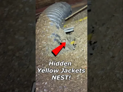 Don't dig around in your attic - Surprise! #fyp #viral #hornetking