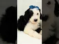 Miss Sudsy