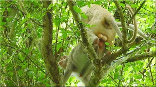 Monkey Mating Is Very Best To Produce Wonderful Mating Like This SO MUCH