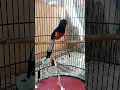 murai batu isian suara kucing