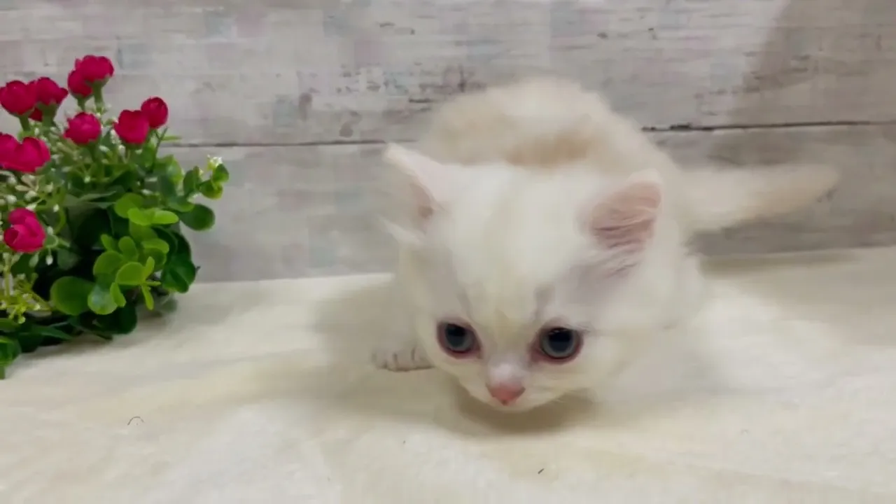 動画