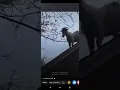 Billy Earl The GOAT STUCK ON THE NEIGHBORS ROOF AGAIN GET DOWN BILLY EARL