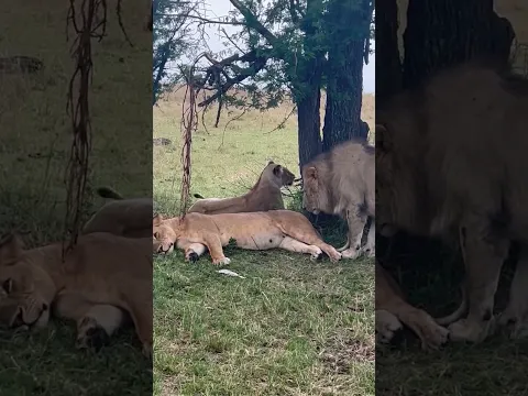 Lions are generally most active during the cooler parts of the day