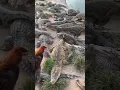 Download Lagu Live Chicken feeding to Crocodiles 👀