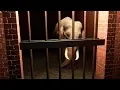 I Built an Unethical Zoo That s an Actual Prison - Planet Zoo
