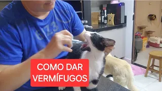 COMO DAR VERMÍFUGO PARA GATOS EM CASA🫣🫣🫣🫣