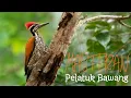 Download Lagu MASTERAN PELATUK BAWANG