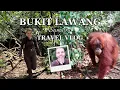 Download Lagu FINDING WILD ORANGUTANS IN THE JUNGLE - BUKIT LAWANG TRAVEL VLOG | Mille Mirah Seiersen