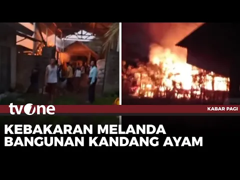 4.000 Ekor Ayam Mati Terpanggang Kobaran Api di Banyuwangi