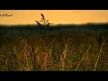 Jon Hopkins - Lost In Thought