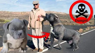 جرو بيتبول ل اضخم واخطر كلب بيتبول في العالم الاختيار الأمثل و مراحل نمو جرو كلب البيتبول 