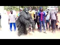 Download Lagu Carte Postale sur la danse du kumpo a Touba Trankil