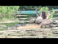 Kayakers spot alligator in Austin s Lady Bird Lake KVUE