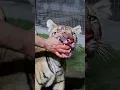 Download Lagu Cheetah ne khaya hath #tiger #lion #liketiger #tigerlion #share #comments #subscribe