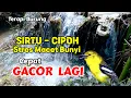 Suara air terapi burung #Cipoh - Sirtu stres macet bunyi, Pancingan Sirtu Cepat Gacor