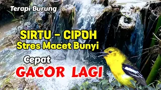 suara air terapi burung cipoh sirtu stres macet bunyi pancingan sirtu cepat gacor