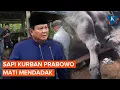 Download Lagu Sapi Kurban Presiden Prabowo Mati Mendadak, Apa Penyebabnya?