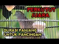 Lagu SUARA PERKUTUT BANGKOK JUARA DURASI PANJANG 100% AMPUH UNTUK PANCINGAN PERKUTUT BANGKOK GACOR