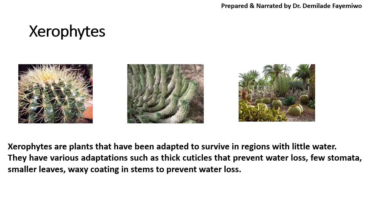 Chapter 7.1: Transport in Plants