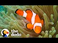 Lagu The Amazing Life Cycle Of A Clownfish | The Dodo