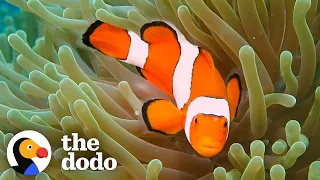 The Amazing Life Cycle Of A Clownfish The Dodo