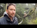Download Lagu Achter de schermen bij Taman Indonesia. Een kijkje in het nest van de Kookaburra
