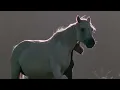 The Wild Horses Of Australia