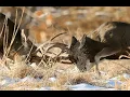Top 10 largest deer species
