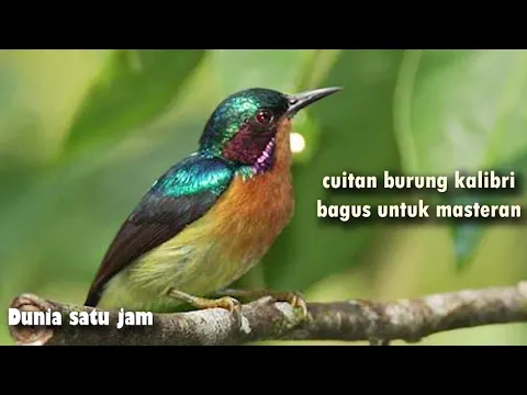 Download MP3 kicauan burung Kolibri Wulung MANAPUN Akan LANGSUNG NYAUT Dengan Pancingan Kolibri Wulung Ini