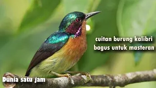 Download kicauan burung Kolibri Wulung MANAPUN Akan LANGSUNG NYAUT Dengan Pancingan Kolibri Wulung Ini MP3