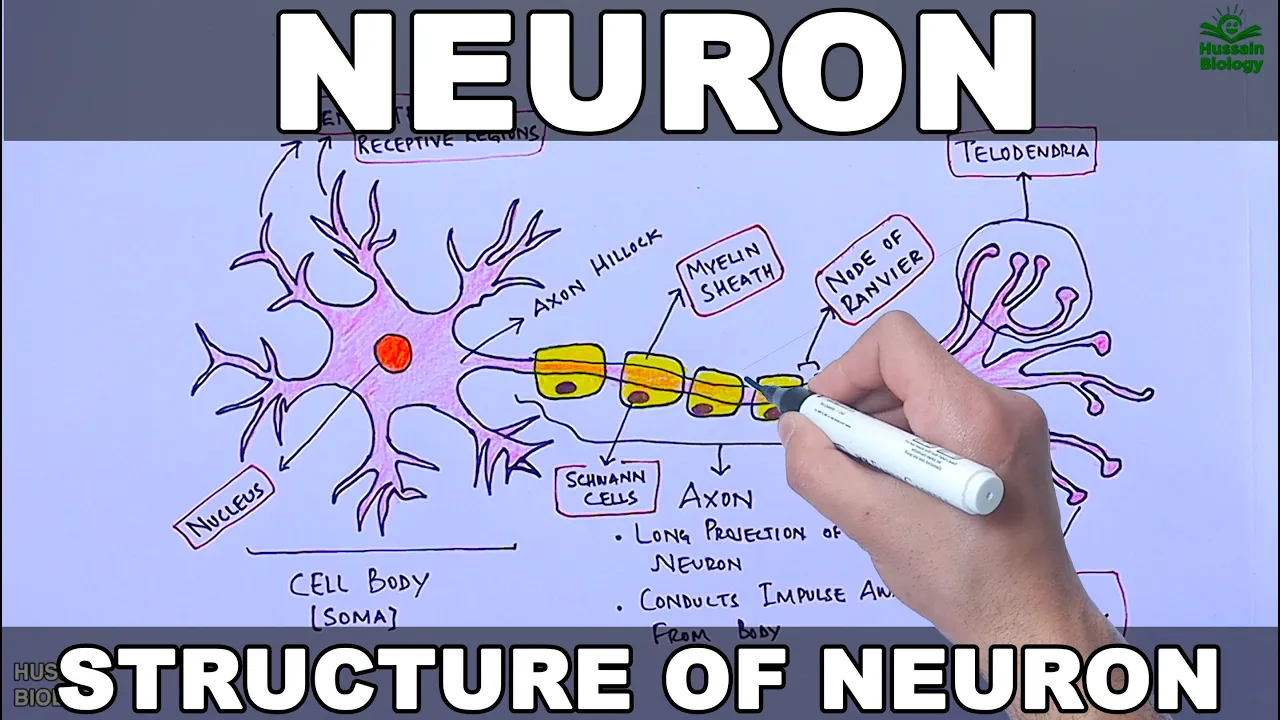 Neuron | Nerve Cell