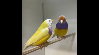 جولدن فنش كولدن فنش جولديان صوت جولدن فينش جولدن فينش ازرق طائر جولدن فينش فراخ جولدن فينش Canary 