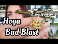 Download Lagu Hoya Bud Blast! why does it happen? how to prevent blooms from falling off before they open 🌸