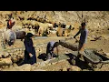 Download Lagu Nomadic Life🌄 | Nomadic Family Skills in the Mountains⛰️ | Sheep Care and Nomadic Herding in Autumn🐐