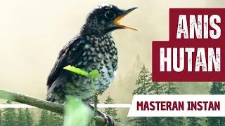 masteran anis hutan gacor full isian