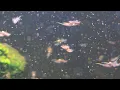 A Sea-Monkey BABY EXPLOSION