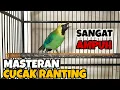 Download Lagu SUARA PANCINGAN CUCAK RANTING JANTAN || SANGAT AMPUH