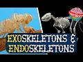 Download Lagu Exoskeletons and Endoskeletons