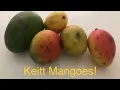 Keitt Mango Taste Test