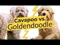 Cavapoo vs Goldendoodle Dog Breed Comparison