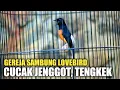 Download Lagu Burung Murai Batu Isian Gereja Tarung Sambung Lovebird Cucak Jenggot Tengkek - White Rumped Shama