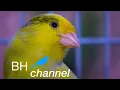 Download Lagu Most Beautiful  Belgian Waterslager  Canary  Singing