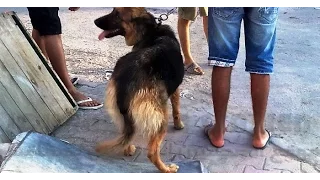 حذار تدريب كلب على سرقة محفظات المارة بمشاركة فتيات 