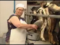 GOAT HERDERS on an island without water or pasture and their authentic GOAT CHEESE